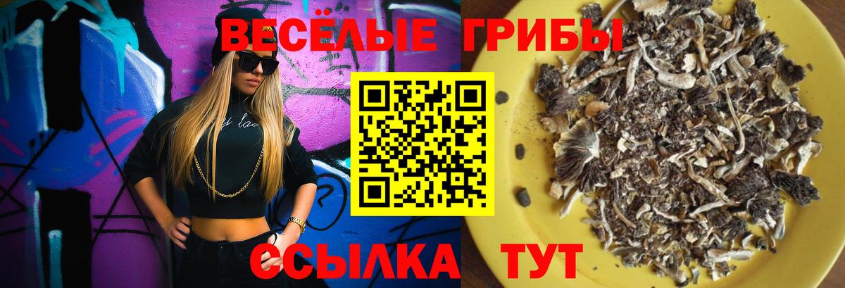 Псилоцибиновые грибы MAGIC MUSHROOMS  Вход с VPN  Вязьма  Псилоцибиновые грибы Psilocybine cubensis 